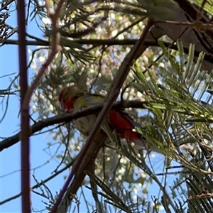 Platycercus elegans at Nicholls, ACT - 15 Sep 2024 12:56 PM