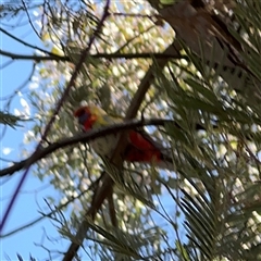 Platycercus elegans at Nicholls, ACT - 15 Sep 2024