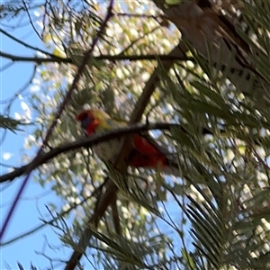 Platycercus elegans at Nicholls, ACT - 15 Sep 2024 12:56 PM