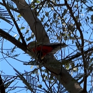 Platycercus elegans at Nicholls, ACT - 15 Sep 2024