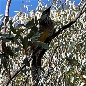 Anthochaera carunculata at Nicholls, ACT - 15 Sep 2024