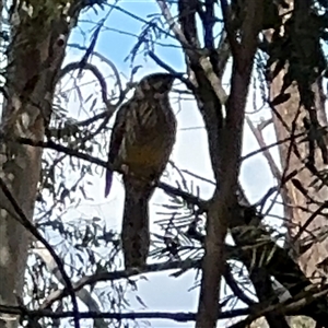 Anthochaera carunculata at Nicholls, ACT - 15 Sep 2024