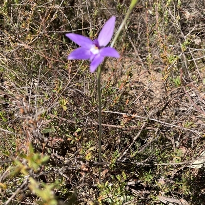 Glossodia major (Wax Lip Orchid) at Aranda, ACT - 16 Sep 2024 by Jenny54