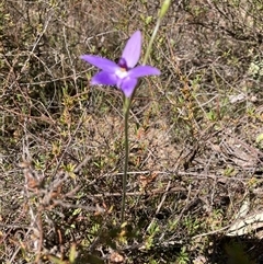 Glossodia major at Aranda, ACT - 16 Sep 2024