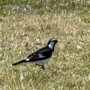 Grallina cyanoleuca at Nicholls, ACT - 15 Sep 2024 12:08 PM