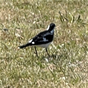 Grallina cyanoleuca at Nicholls, ACT - 15 Sep 2024 12:08 PM