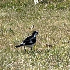 Grallina cyanoleuca at Nicholls, ACT - 15 Sep 2024