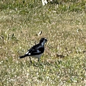 Grallina cyanoleuca at Nicholls, ACT - 15 Sep 2024 12:08 PM