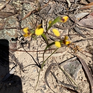 Diuris nigromontana at Aranda, ACT - 16 Sep 2024