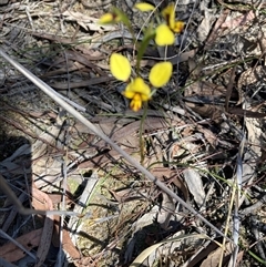 Diuris nigromontana at Aranda, ACT - 16 Sep 2024