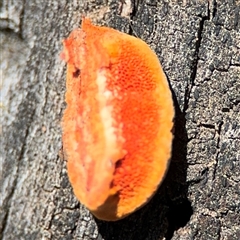 Trametes coccinea at Nicholls, ACT - 15 Sep 2024 12:20 PM