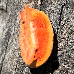 Trametes coccinea at Nicholls, ACT - 15 Sep 2024 12:20 PM