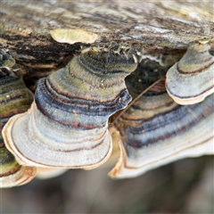 Trametes versicolor (Turkey Tail) at Nicholls, ACT - 15 Sep 2024 by Hejor1