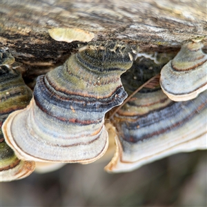 Trametes versicolor at Nicholls, ACT - 15 Sep 2024