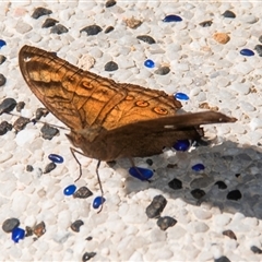 Junonia hedonia at Nelly Bay, QLD - 16 Jul 2024 by Petesteamer