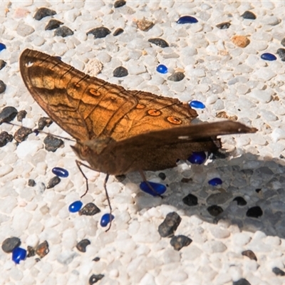 Junonia hedonia (Chocolate Argus) at Nelly Bay, QLD - 16 Jul 2024 by Petesteamer
