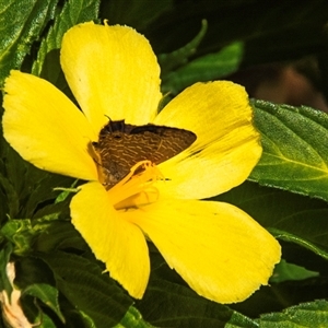 Nacaduba berenice at Nelly Bay, QLD by Petesteamer