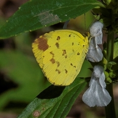 Eurema sp. at Nelly Bay, QLD - 16 Jul 2024 by Petesteamer