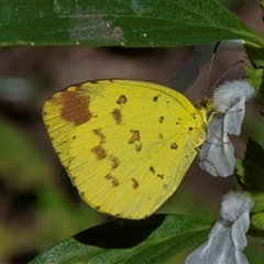 Eurema hecabe at Nelly Bay, QLD - 16 Jul 2024