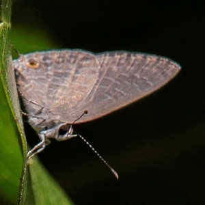 Jamides phaseli at Yandaran, QLD by Petesteamer