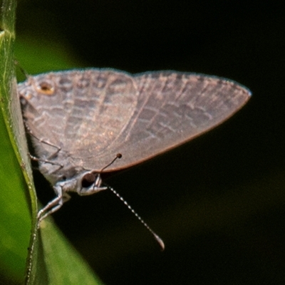 Jamides phaseli at Yandaran, QLD - 16 Jun 2024 by Petesteamer