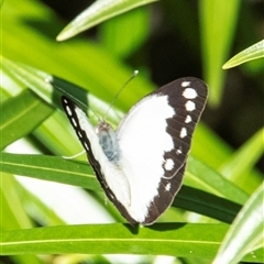 Cepora perimale scyllara at North Ward, QLD - 7 Jul 2024 by Petesteamer