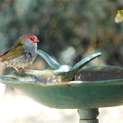 Neochmia temporalis (Red-browed Finch) at Symonston, ACT - 16 Sep 2024 by CallumBraeRuralProperty