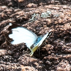 Belenois java at Boompa, QLD by Petesteamer