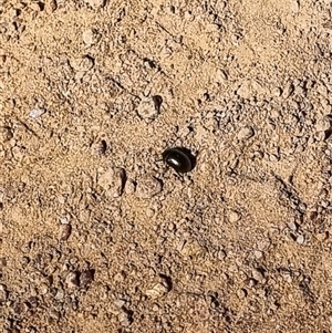 Unidentified at suppressed - 15 Sep 2024