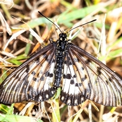 Acraea andromacha at Bargara, QLD - 28 Jun 2024 by Petesteamer