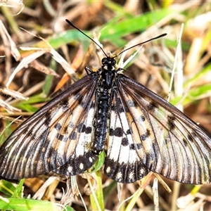 Acraea andromacha at Bargara, QLD - 28 Jun 2024 12:13 PM