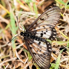 Acraea andromacha at Bargara, QLD - 28 Jun 2024 12:13 PM