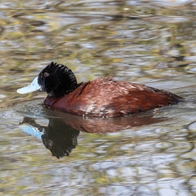 Oxyura australis (Blue-billed Duck) at Fyshwick, ACT - 15 Sep 2024 by rawshorty