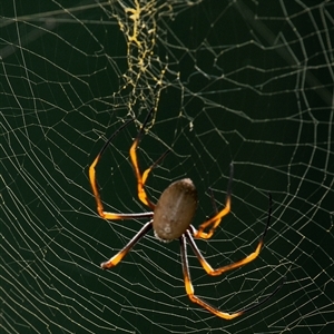 Nephila sp. (genus) at Mon Repos, QLD by Petesteamer