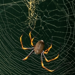 Nephila (genus) at Mon Repos, QLD - 28 Jun 2024 10:57 AM