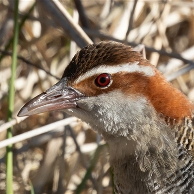 Gallirallus philippensis (Buff-banded Rail) at Fyshwick, ACT - 15 Sep 2024 by rawshorty