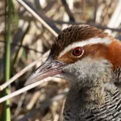 Gallirallus philippensis at Fyshwick, ACT - 16 Sep 2024 08:41 AM