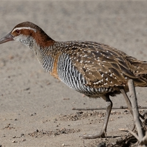 Gallirallus philippensis at Fyshwick, ACT - 16 Sep 2024