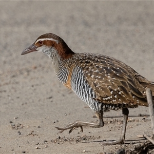 Gallirallus philippensis at Fyshwick, ACT - 16 Sep 2024