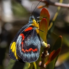 Delias nigrina (Black Jezebel) at Miara, QLD - 16 Jun 2024 by Petesteamer