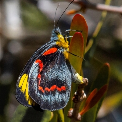 Delias nigrina (Black Jezebel) at Miara, QLD - 16 Jun 2024 by Petesteamer