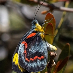 Delias nigrina at Miara, QLD - 16 Jun 2024