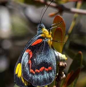 Delias nigrina at Miara, QLD - 16 Jun 2024