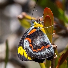 Delias nigrina at Miara, QLD - 16 Jun 2024