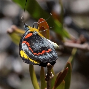 Delias nigrina at Miara, QLD - 16 Jun 2024