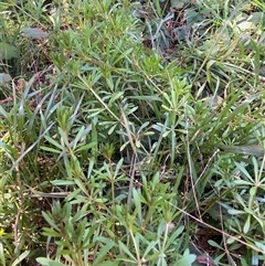 Galium aparine at Watson, ACT - 16 Sep 2024 01:36 PM