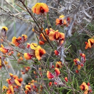 Dillwynia sp. Yetholme (P.C.Jobson 5080) NSW Herbarium at Watson, ACT - 16 Sep 2024