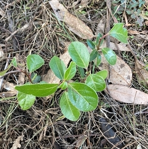 Viburnum tinus at Watson, ACT - 16 Sep 2024