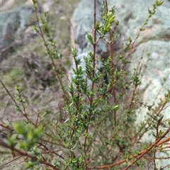 Pimelea pauciflora (Poison Rice Flower) at Rendezvous Creek, ACT - 16 Sep 2024 by Amahon