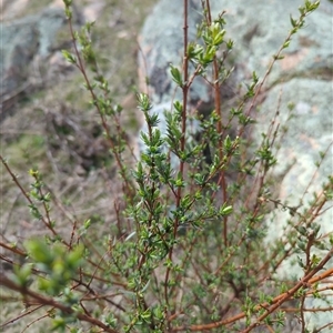 Pimelea pauciflora at Rendezvous Creek, ACT - 16 Sep 2024 01:19 PM